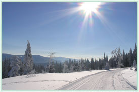 Traum in weiß und blau im Bayerwaldwinter